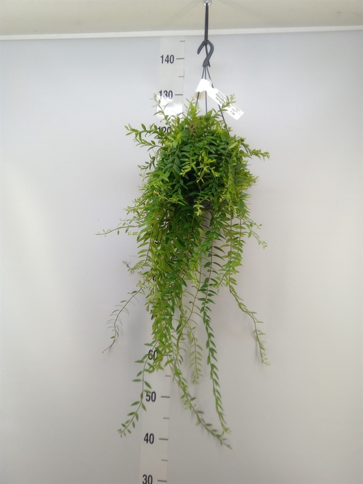 <h4>Aeschynanthus  'Japhrolepis'</h4>