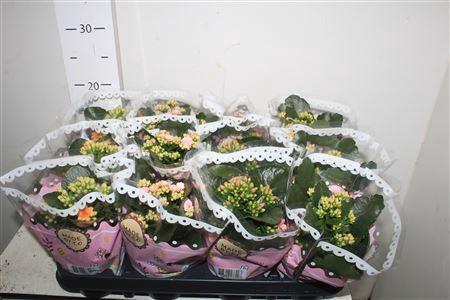 <h4>** Kal Ge Gem Tweekl Bl * Autumn Promo *</h4>