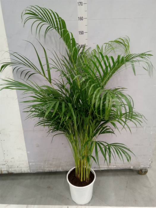 <h4>Dypsis lutescens   ...Chrysalidoca</h4>