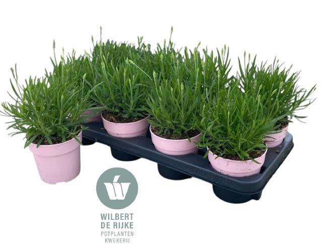 <h4>LAVAN AN ROSEA</h4>