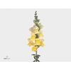 Antirrhinum Op Yellow