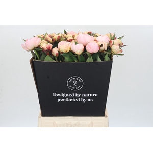 Paeonia Florence Nicholls