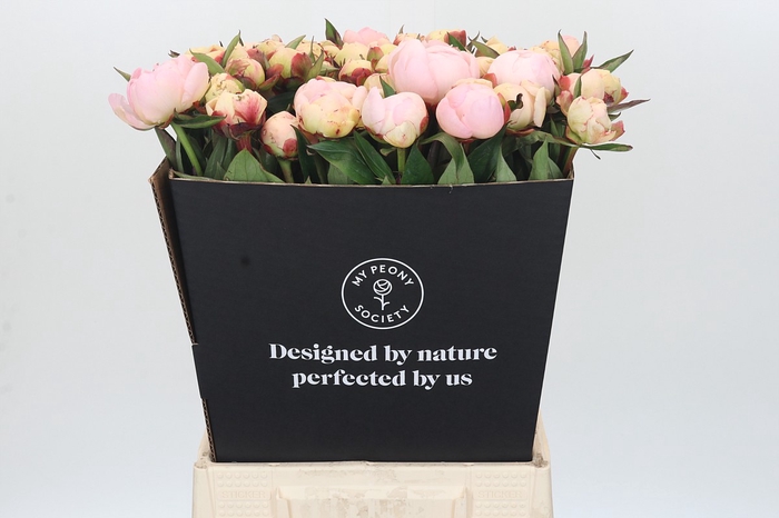 <h4>Paeonia Florence Nicholls</h4>