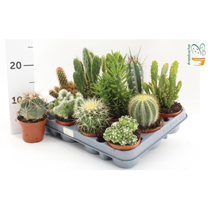 CACTUS GEM