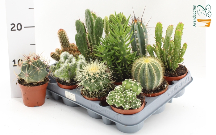 <h4>CACTUS GEM</h4>