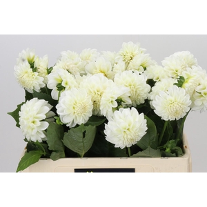 Dahlia Boom Boom White