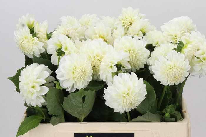 <h4>Dahlia Boom Boom White</h4>