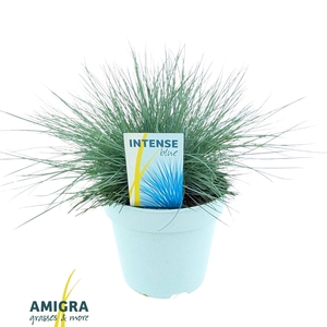 Festuca glauca