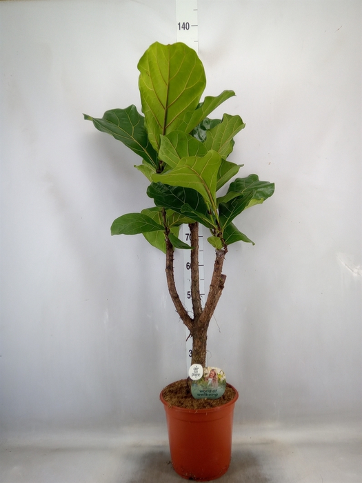 <h4>Ficus lyrata</h4>