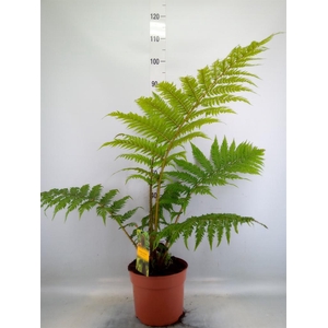 Cyathea cooperi