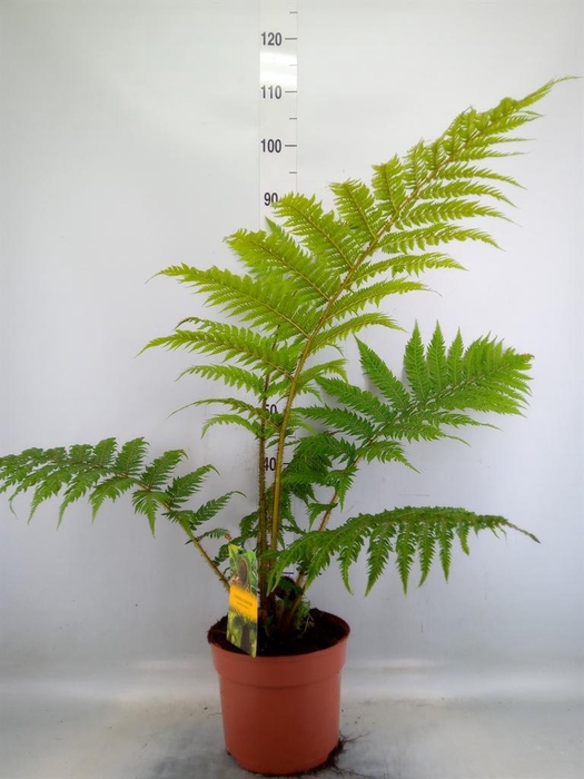 <h4>Cyathea cooperi</h4>