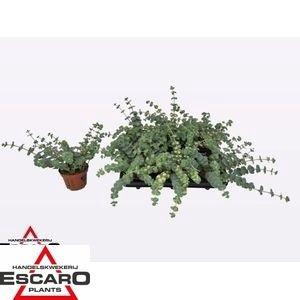 <h4>SEDUM SI MEDIOVARIEG</h4>