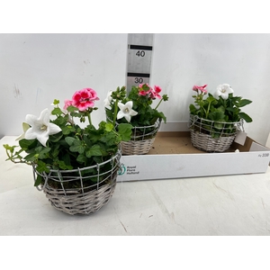 ARR TUINPLANTEN