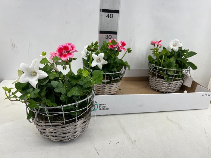 <h4>ARR TUINPLANTEN</h4>