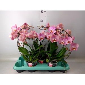 Phalaenopsis   ...
