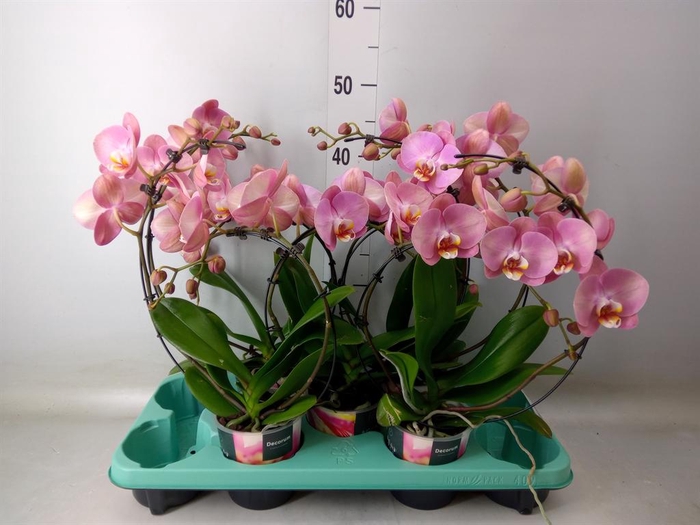 <h4>Phalaenopsis   ...</h4>