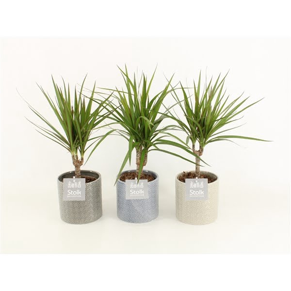 <h4>Dracaena Marginata Magenta in Gaia keramiek</h4>