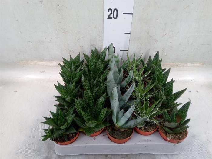 <h4>Aloe   ...mix</h4>