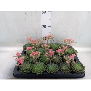 Graptopetalum tacitus