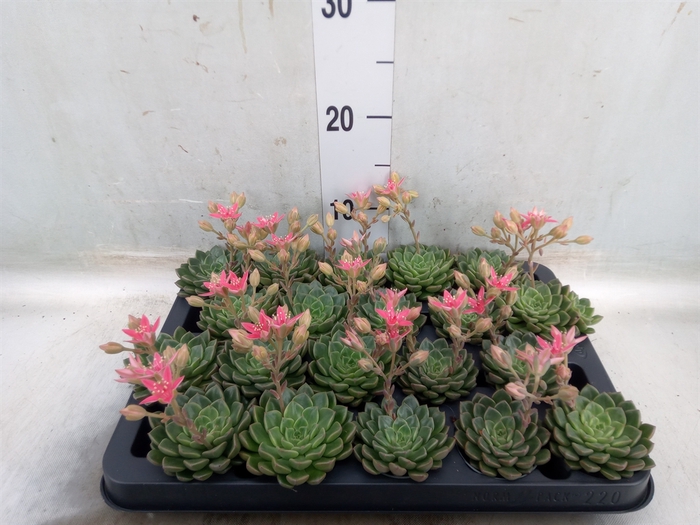 <h4>Graptopetalum tacitus</h4>