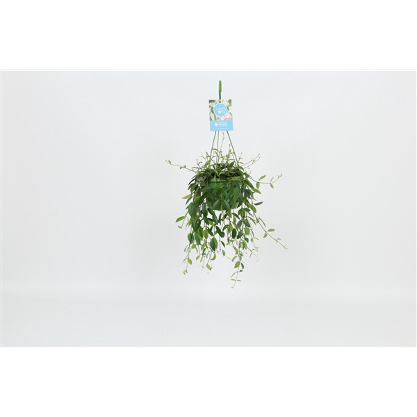 <h4>HangonGreen Codonanthe Crassifolia 14 cm</h4>