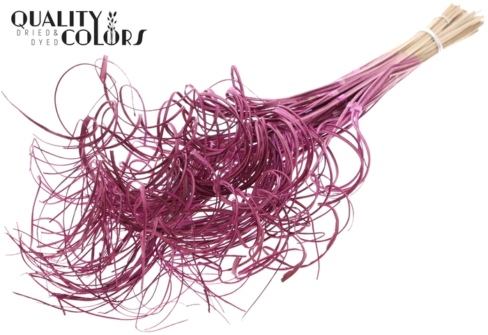 Palm Curly TT 3pc/tuft - 33 tuft/bunch Lilac
