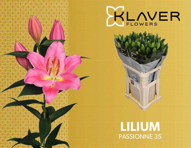 LI OR PASSIONNE