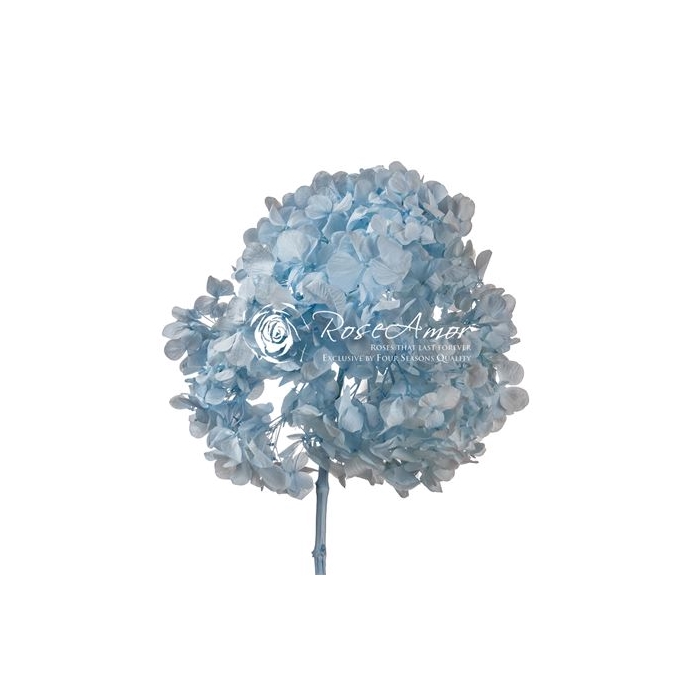 <h4>Hydrangea Xl Blu89</h4>