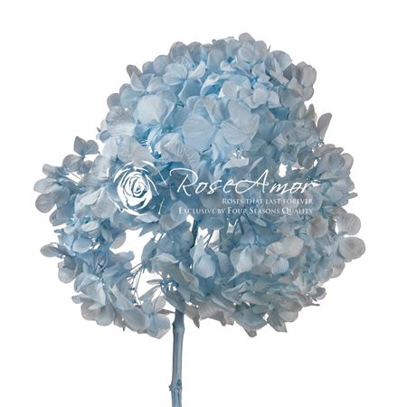 <h4>Pr 2.1 Hydrangea Xl Blu89</h4>