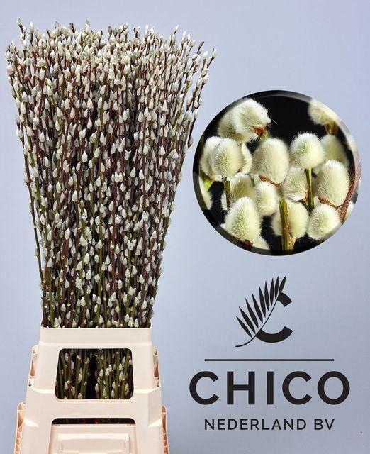 <h4>SALIX CAPREA 'SNOW FLAKE'</h4>