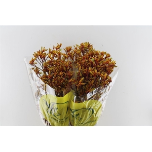 Anigozanthos Orange Velvet