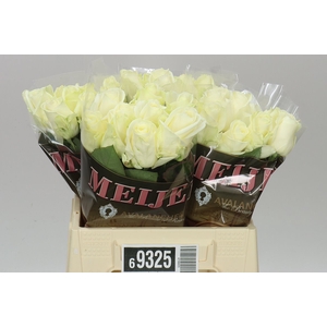 Rosa Gr Avalanche Meijer