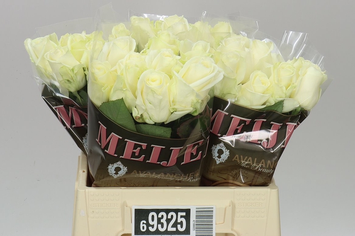 <h4>Rosa Gr Avalanche Meijer</h4>