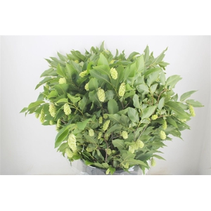 Hoppe ( Carpinus) P Bunch