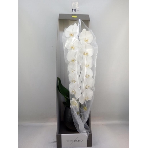 Phalaenopsis   ...white