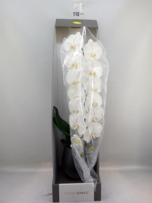<h4>Phalaenopsis   ...white</h4>