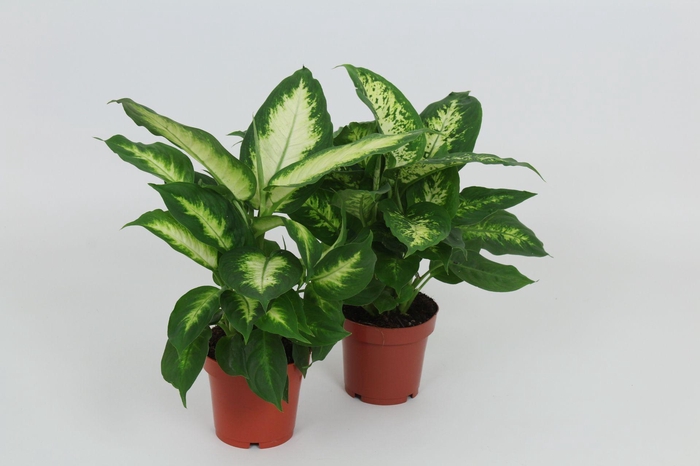 <h4>Purify Dieffenbachia Camilla/Compacta 12 cm</h4>