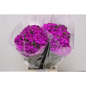 Di Barb Am Neon Purp