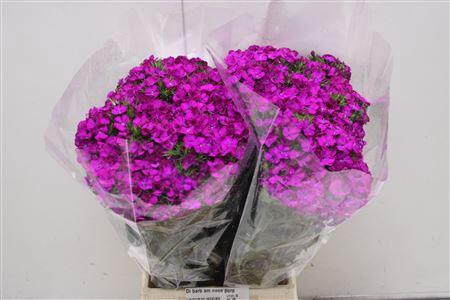 <h4>Di Barb Am Neon Purp</h4>