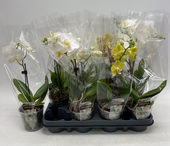 <h4>PHAL GEM</h4>