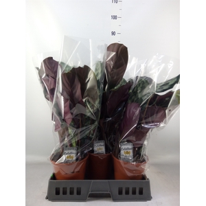 Calathea   ...