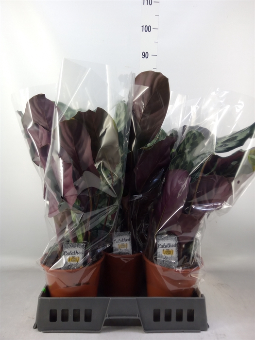 <h4>Calathea   ...</h4>
