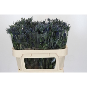 ERYN A BLUE DYNAMITE