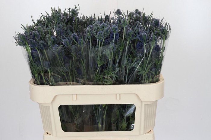 <h4>ERYN A BLUE DYNAMITE</h4>