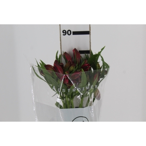 ALSTROEMERIA MARIAN 080 CM VERMELHO