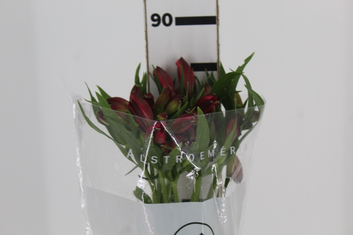 <h4>ALSTROEMERIA MARIAN 080 CM VERMELHO</h4>