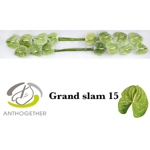 ANTH A GRAND SLAM 15