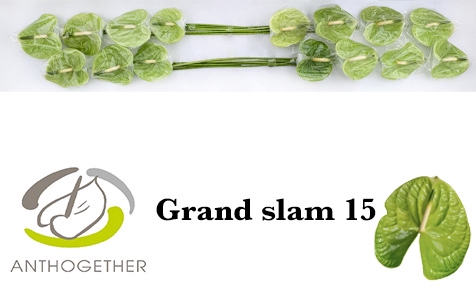 <h4>Anthurium Grand Slam</h4>