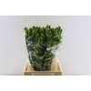 Ornithogalum Thyr White Star