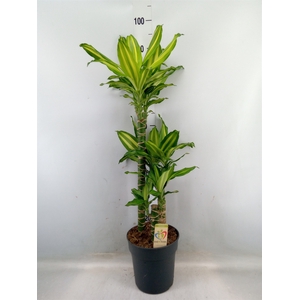 Dracaena frag.   ...